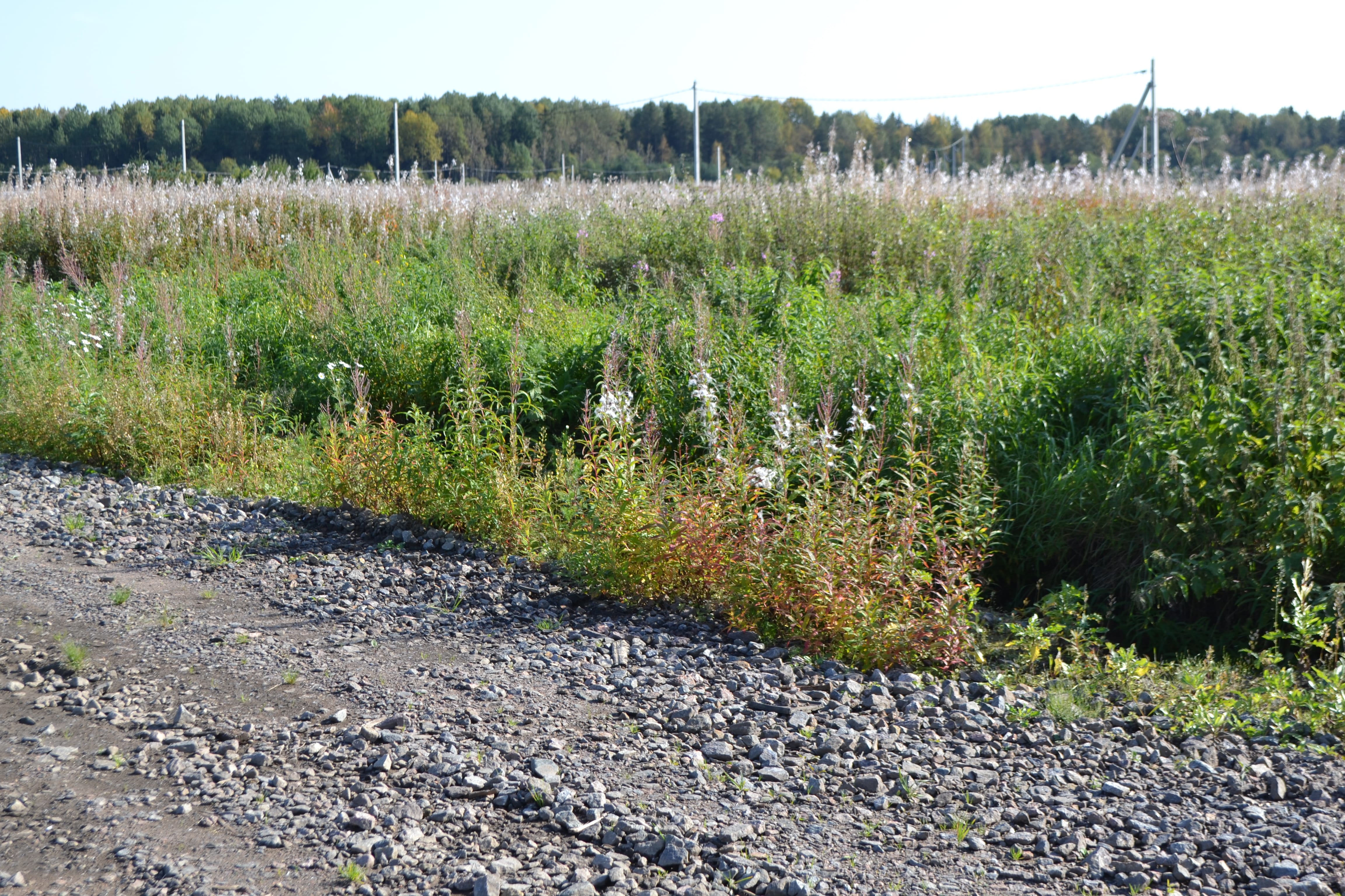 Участки в ДНП Рамецкое 40 тыс.руб.сотка, свет, дороги — фото 6