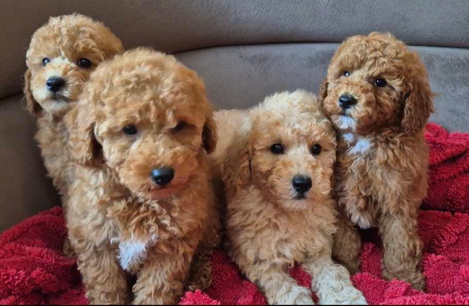 Щенки пуделя и мальтипу — фото 3