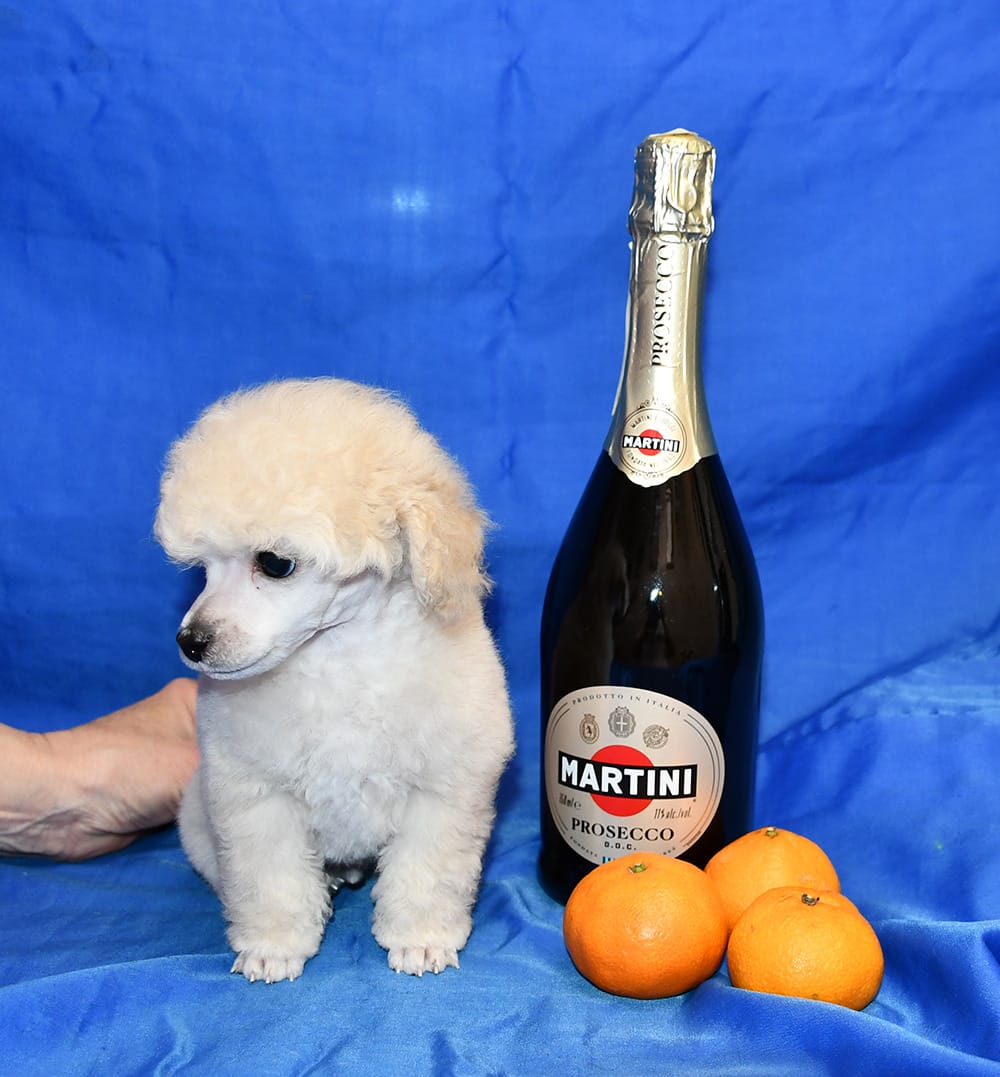 Щенок той пудель белый мальчик  Джентли Борн Смайлик