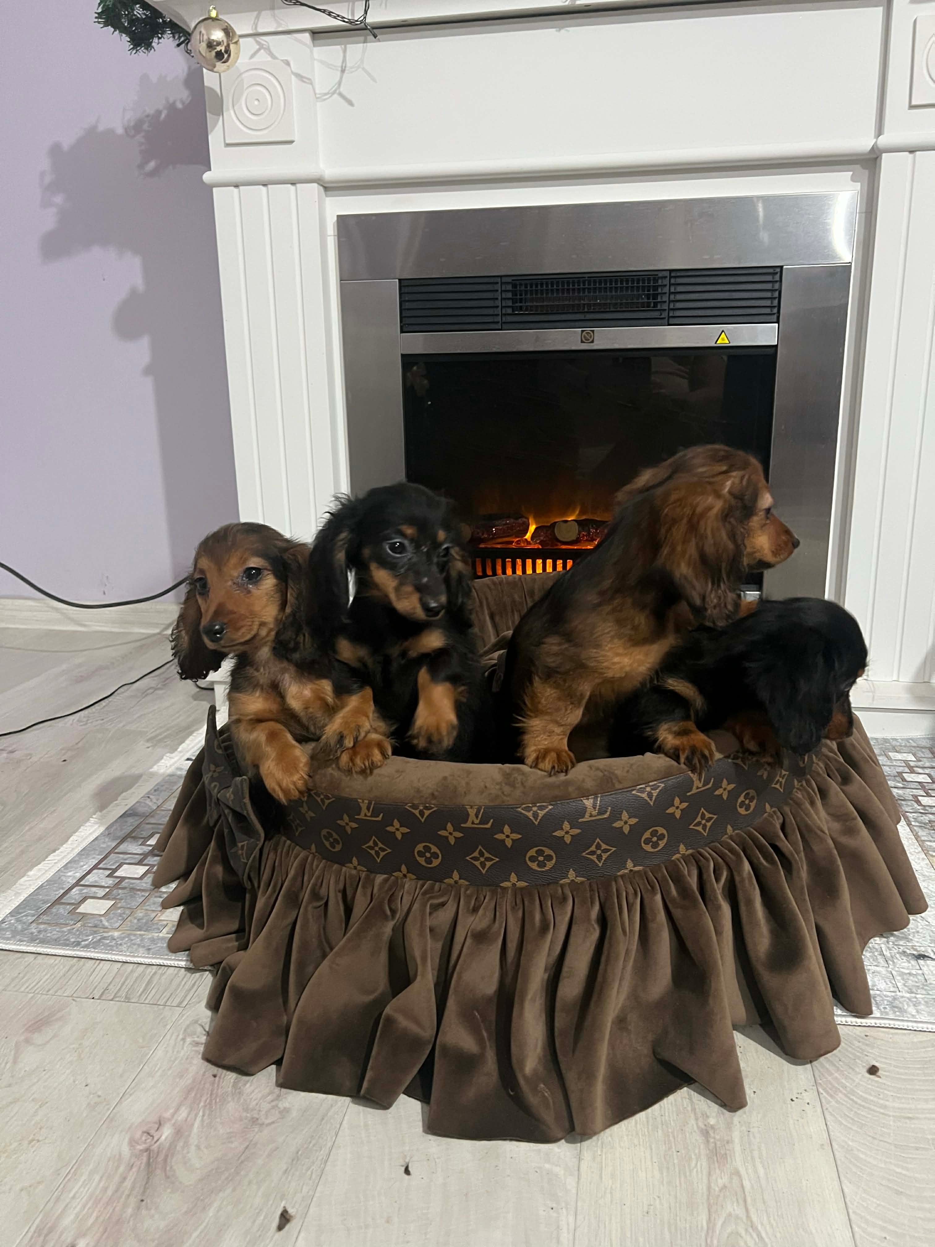 Щенки длинношерстной карликовой таксы — фото 6