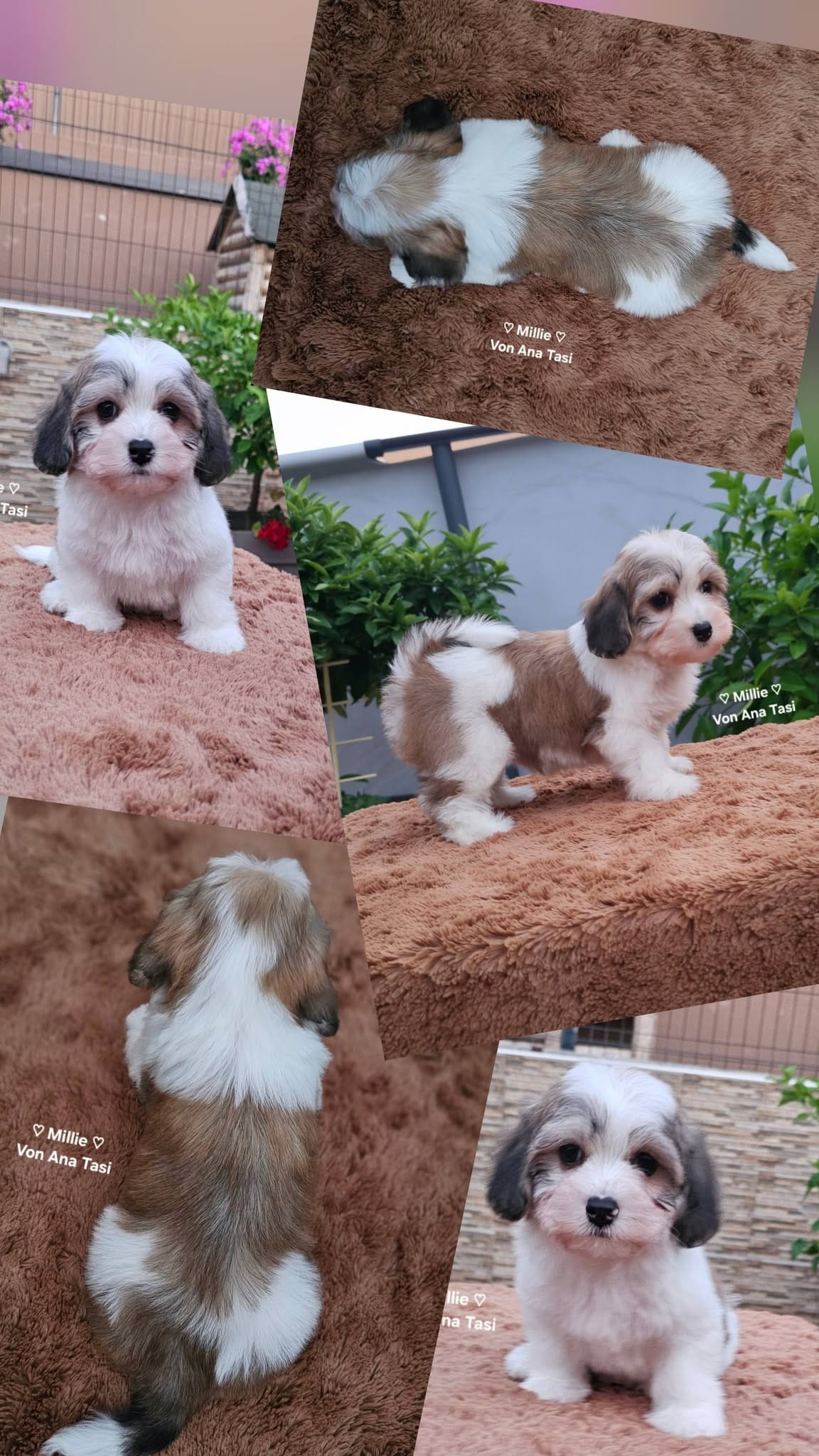 Лучшие бишоны породы гаванец — фото 4