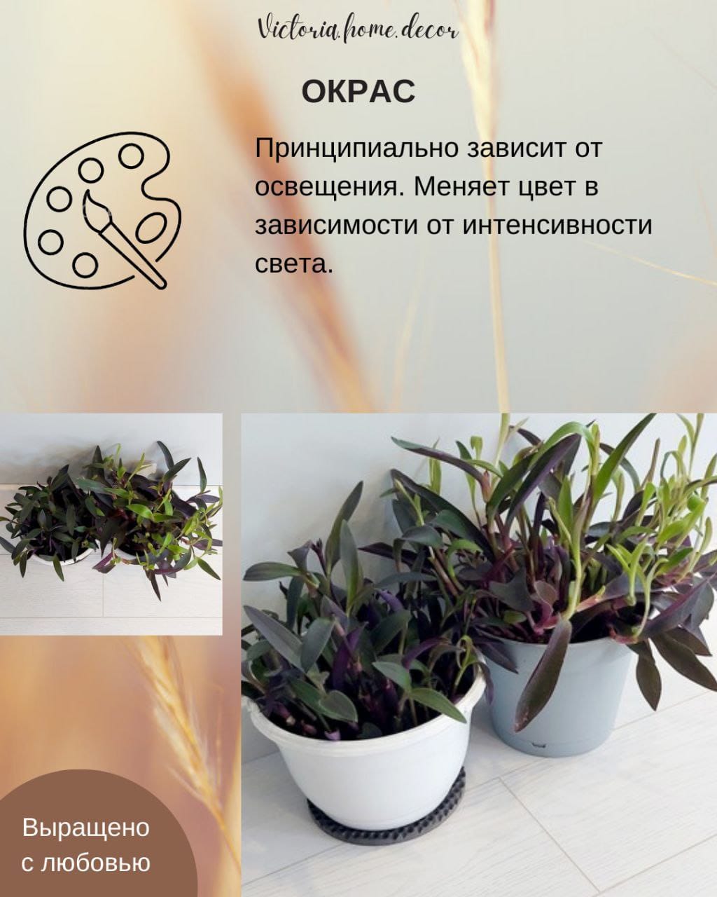 Традесканция Setcreasea-Pallida Purpurea / Сеткреазия-Паллида пурпурная — фото 6