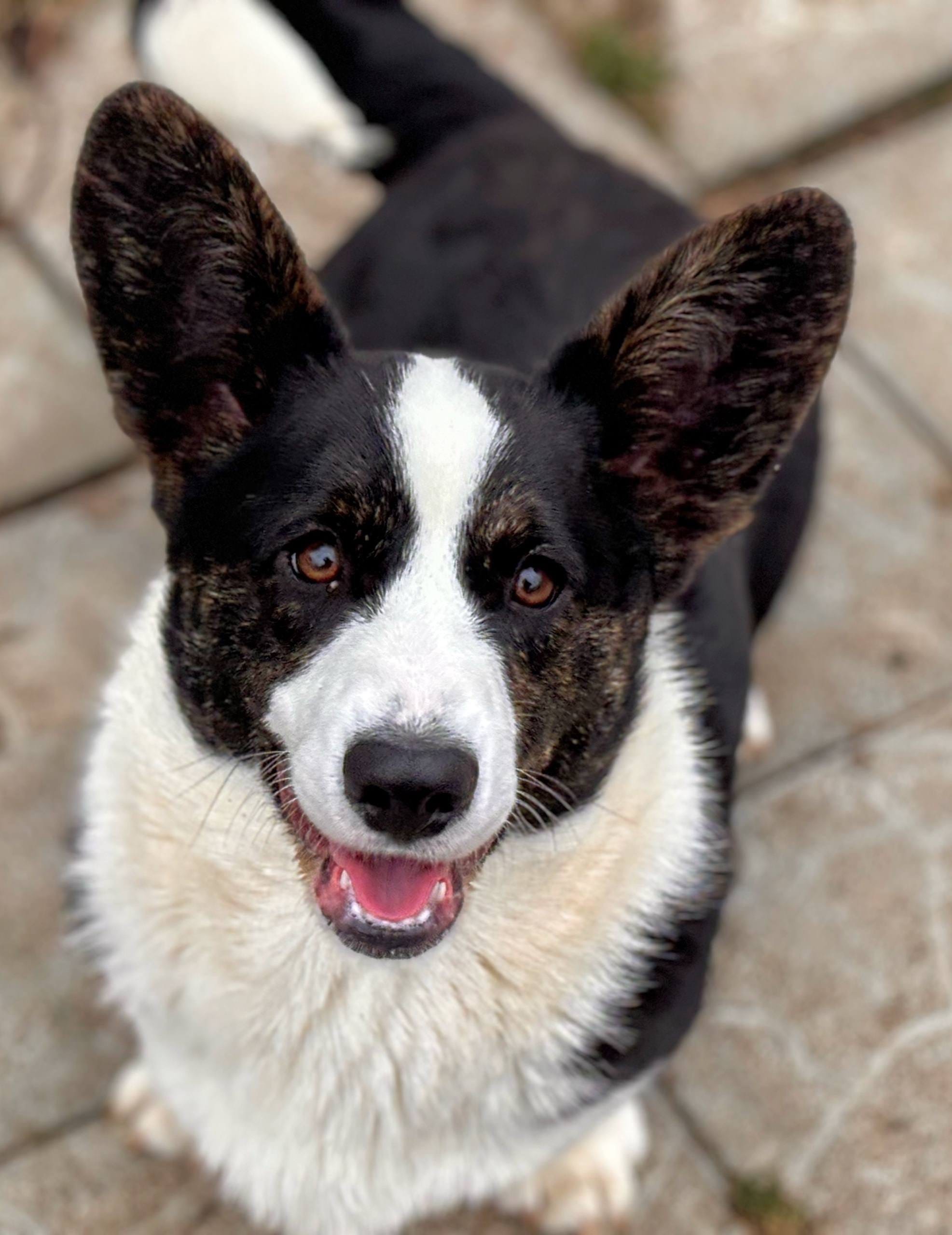 Корги . Вельш корги кардиган щенки подростки . Декабрь 2025 — фото 4