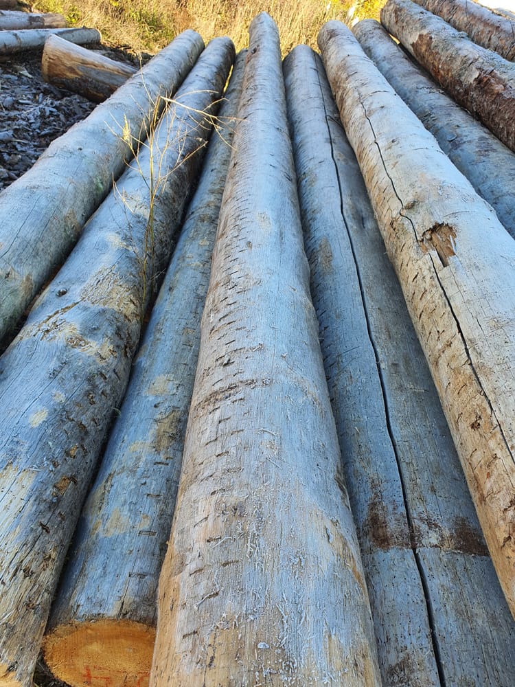 Сосна Кело сухая для домостроения, продажа оптом. — фото 3