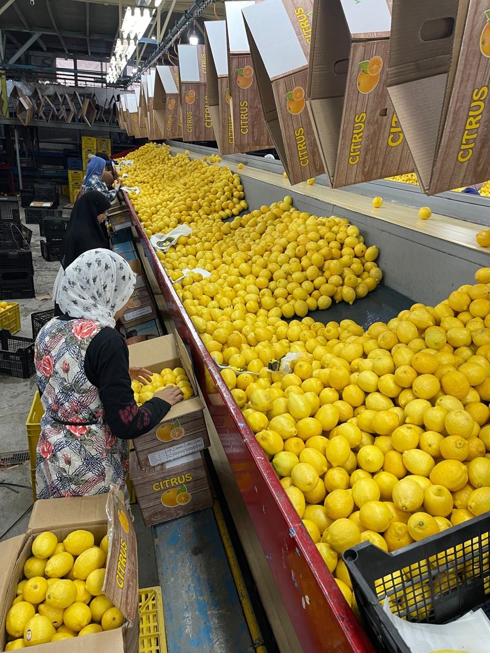 Лимон купить — фото 4