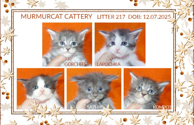 Мейн кун котята из питомника Murmurcat — фото 3
