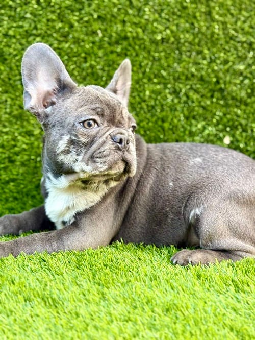 Французский бульдог — фото 3