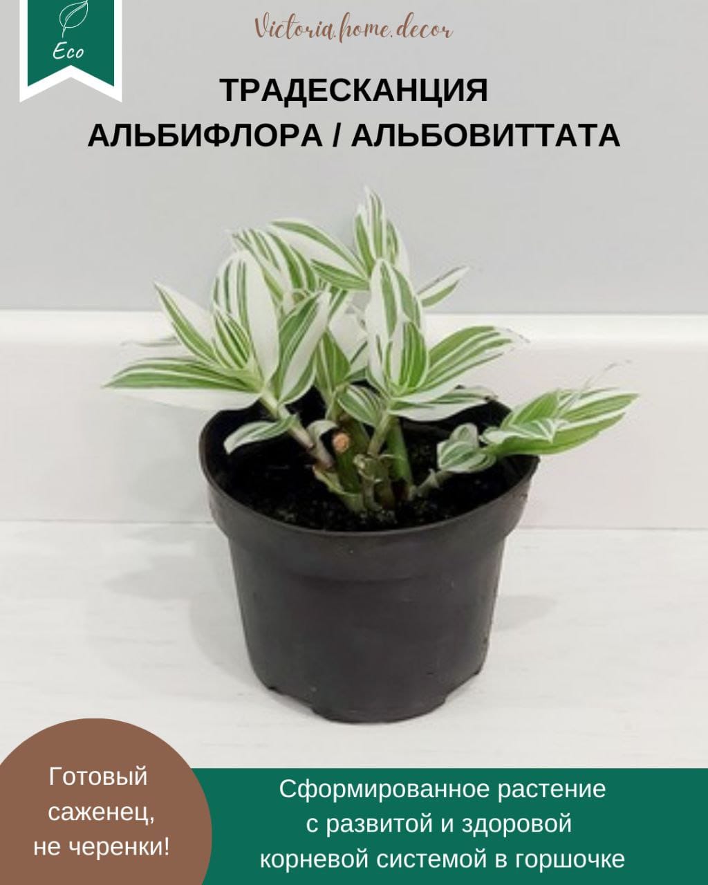 Традесканция Albiflora Albovittata /Альбифлора Альбовиттата