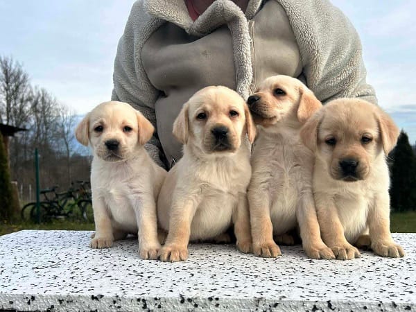 Лабрадор ретривер — фото 6