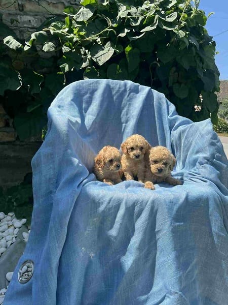 Той-пудели красного, абрикосового и чёрного окраса — фото 4