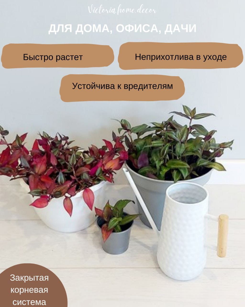 Традесканция Zebrina Disсоlоr Thailand/Зебрина Дисколор тайская — фото 3