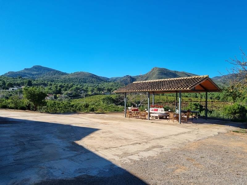 ПЛАНТАЦИЯ МАНДАРИНОВ В ИСПАНИИ — фото 19