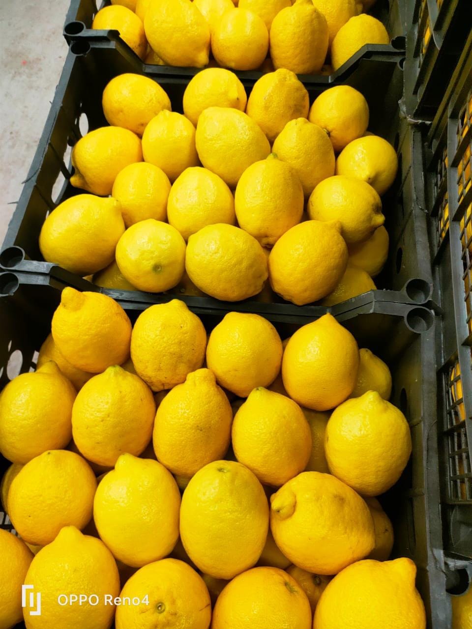 Лимон купить