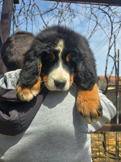 Щенки бернского зенненхунда — фото 5