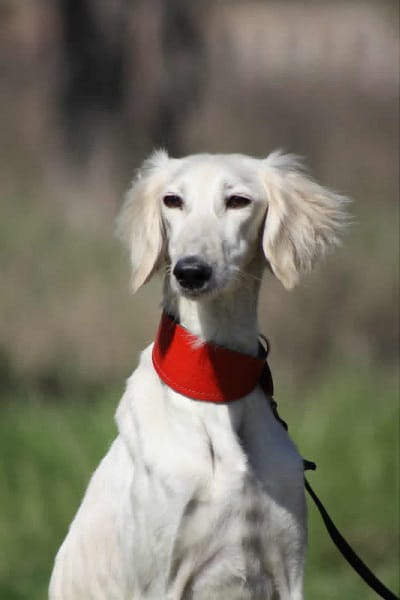 Щенки персидской борзой салюки — фото 7