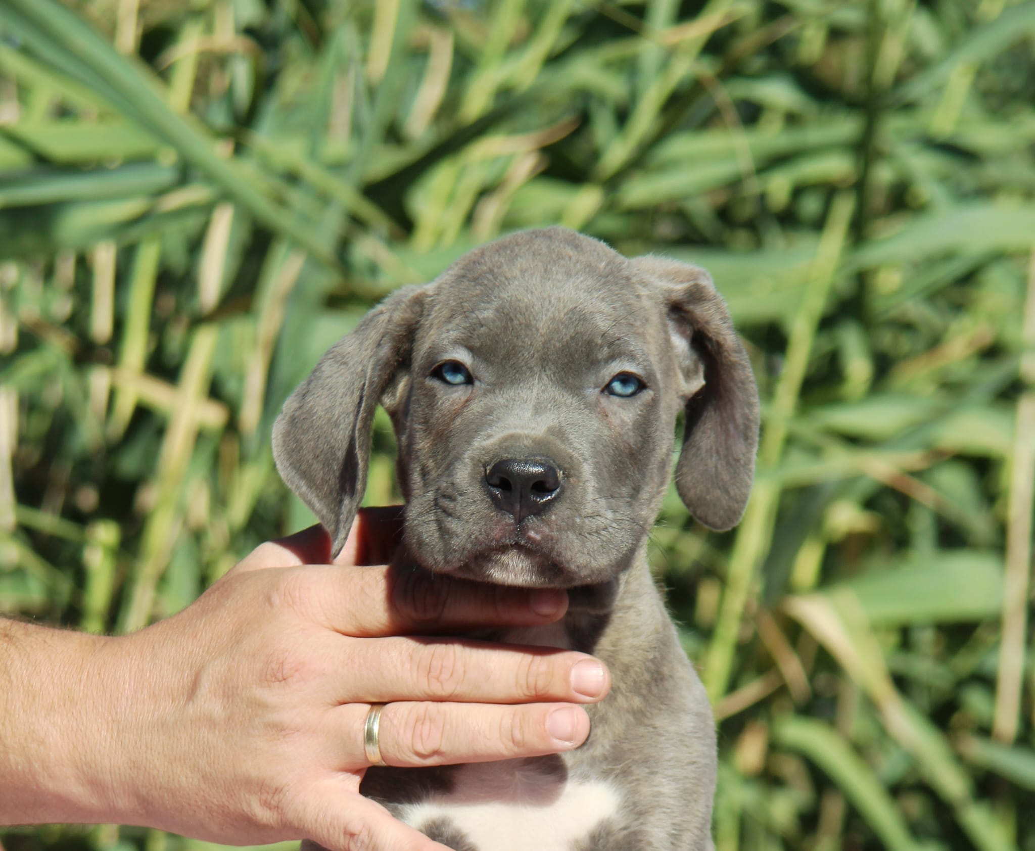 Щенки кане-корсо — фото 6