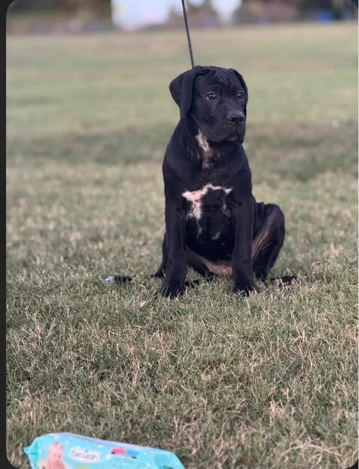 Щенки кане-корсо — фото 5