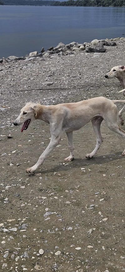 Щенки персидской борзой салюки — фото 2