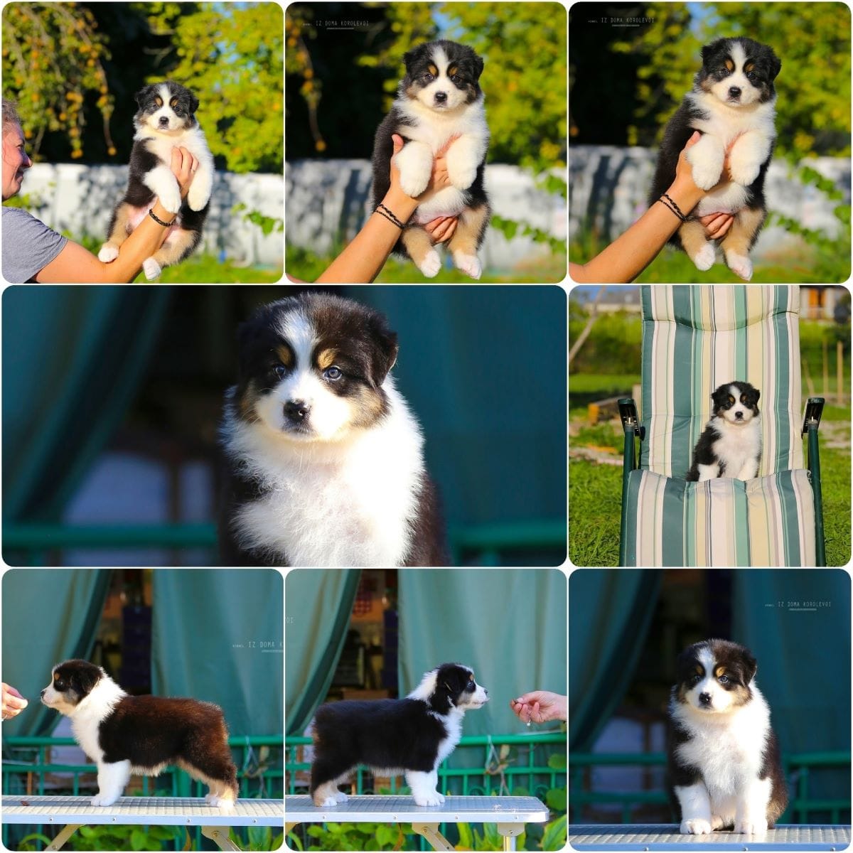 Щенки Австралийской овчарки/аусси от питомника ркф — фото 6