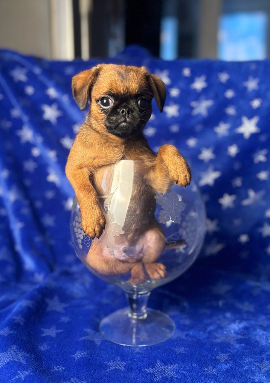 Рыжий мальчик пти брабансон — фото 2