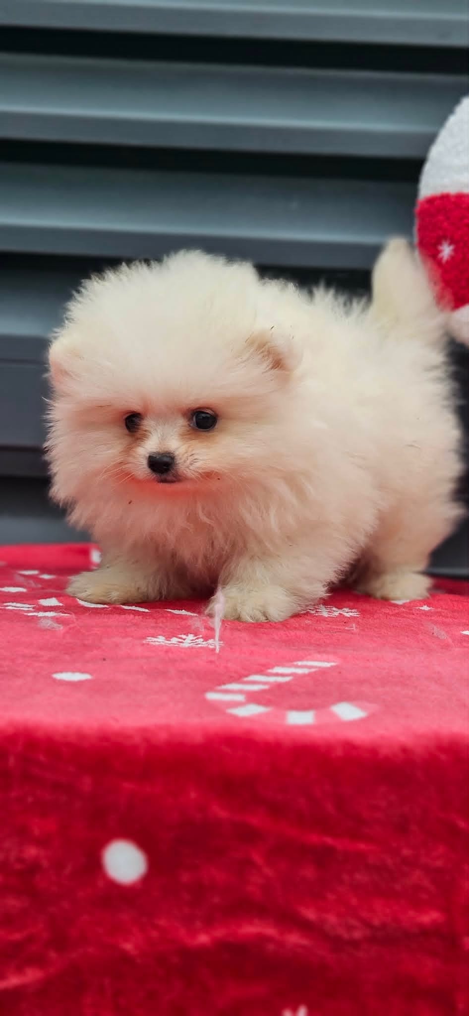 Щенки померанского шпица Бу — фото 5