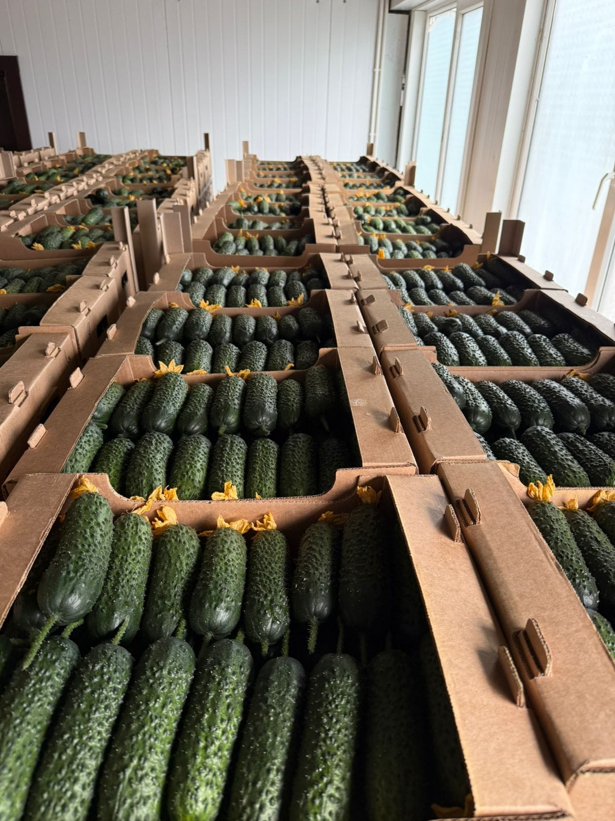 Огурец тепличный колючий короткоплодный Бъёрн — фото 3