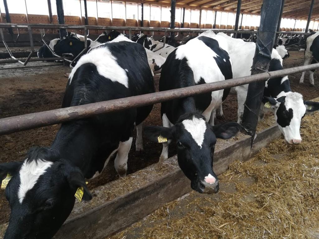 Нетели голштинской породы — фото 3