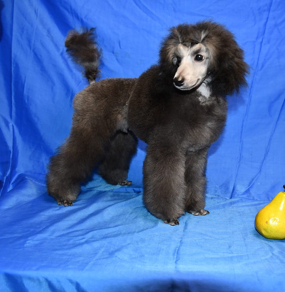 Щенок  пуделя миниатюрный мальчик серебристый Джентли Борн Рондо