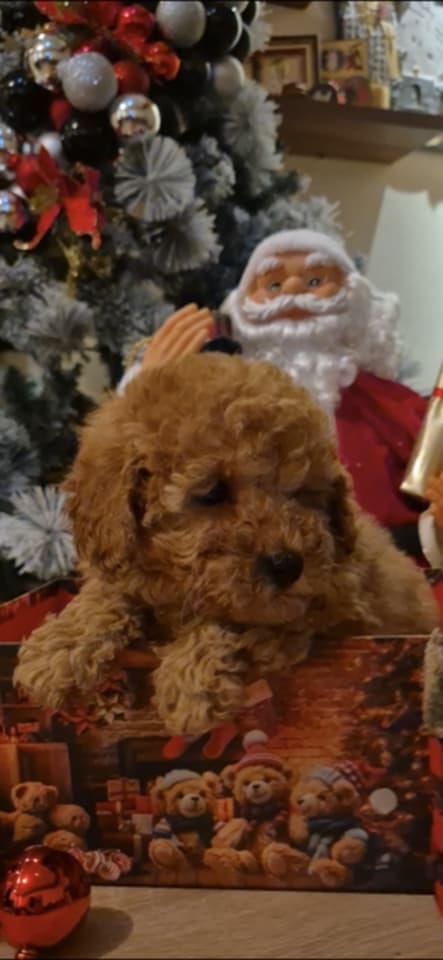 Красивый щенок пуделя, девочка — фото 5