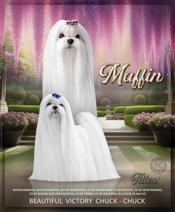 Мальтезе, отличная родословная — фото 6