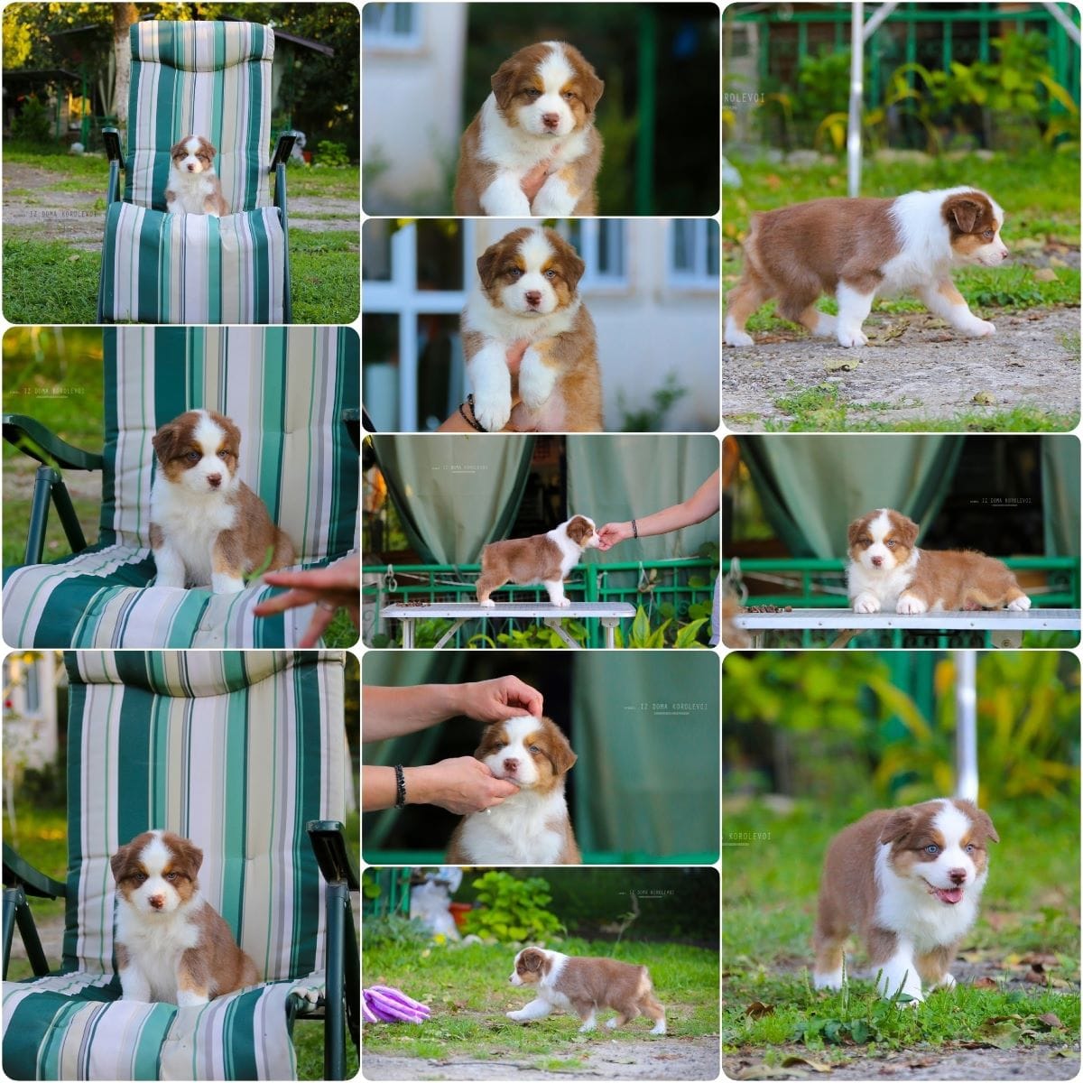 Щенки Австралийской овчарки/аусси от питомника ркф — фото 5