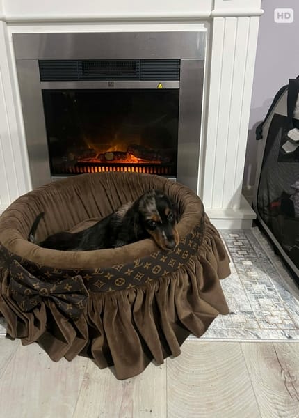 Карликовая длинношерстная такса, мерле, самка — фото 4