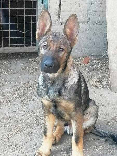 Кученца от немска овчарка — фото 4