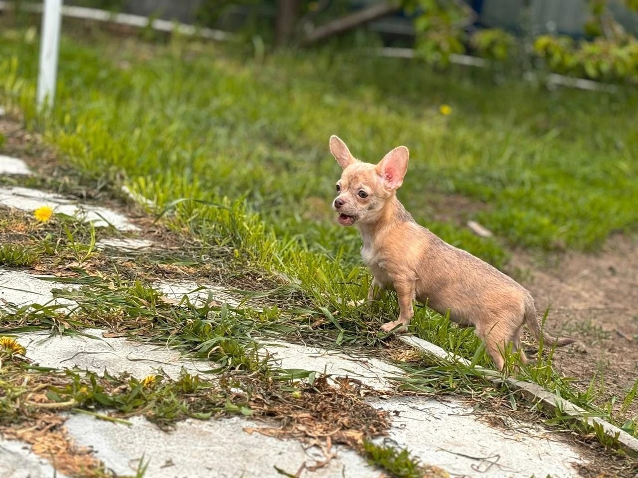Чихуа эффектные тигровые детки — фото 2