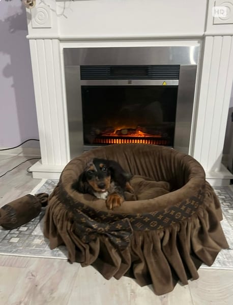 Карликовая длинношерстная такса, мерле, самка — фото 3