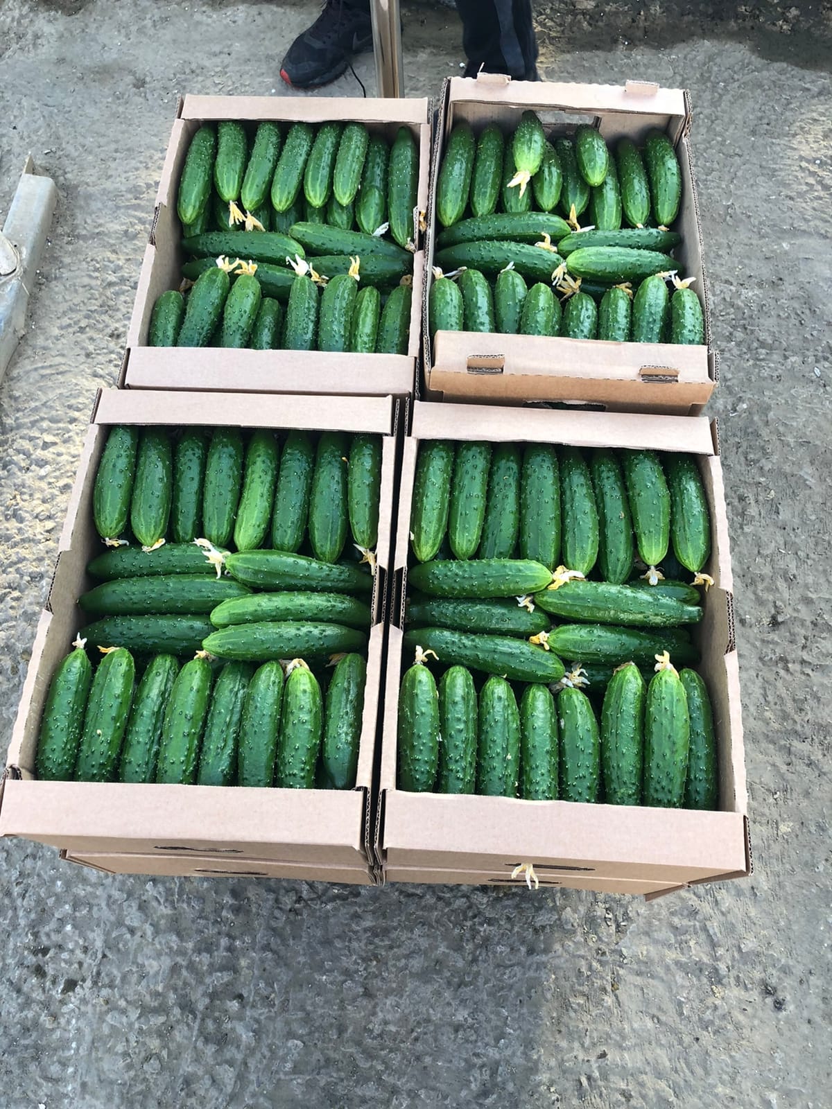 Тепличный Огурец ТСХ (Атлет, Эстафета, Пчелка) — фото 2