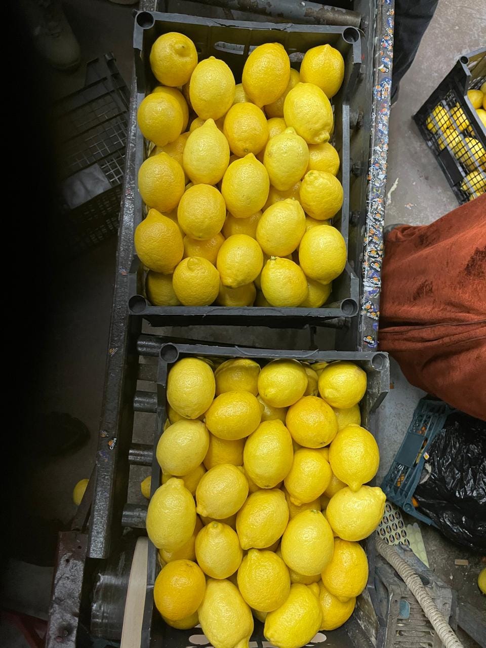 Лимон купить — фото 2