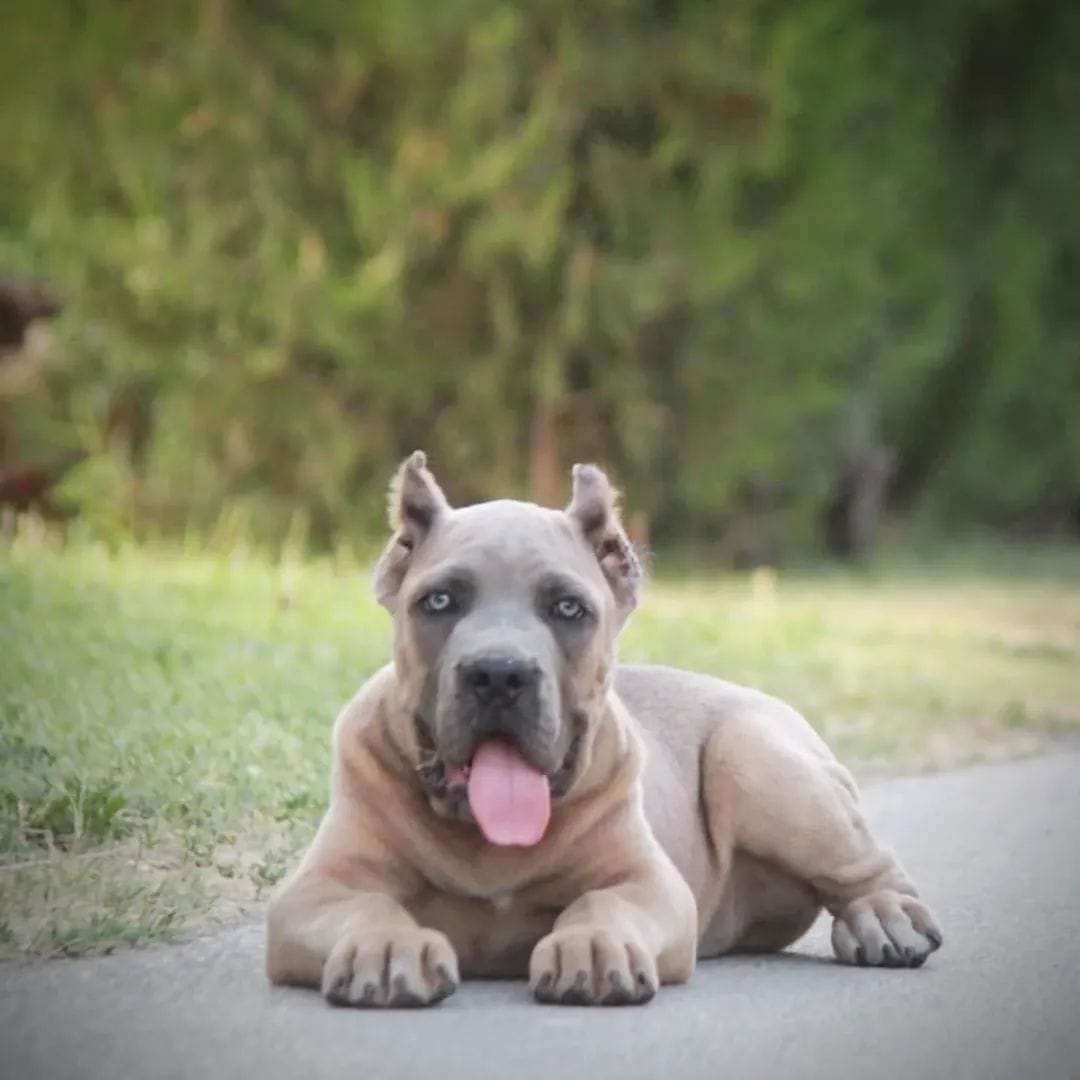 Щенки кане корсо на продажу — фото 4
