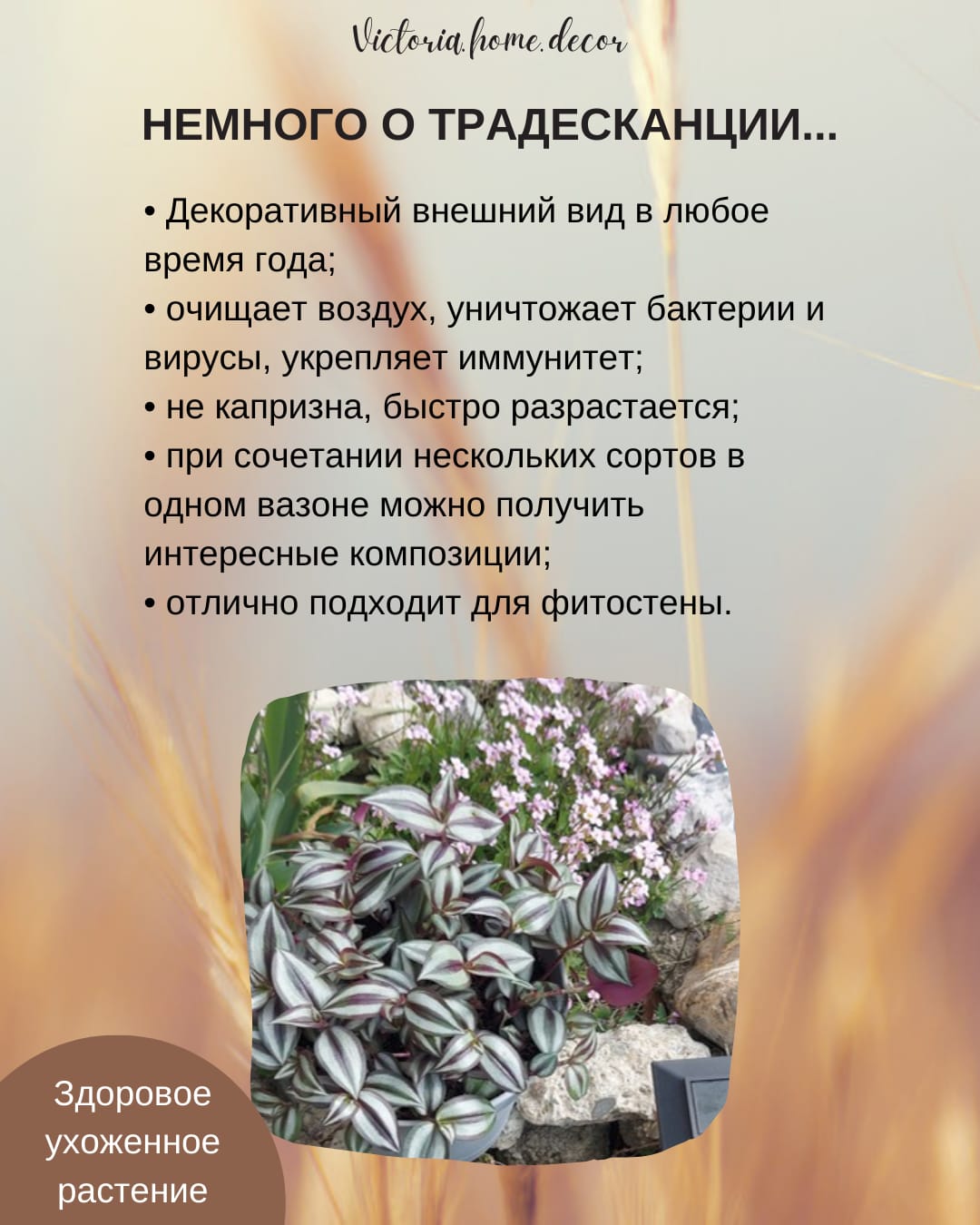 Традесканция Zebrina Viollet Hill/ Зебрина Фиолетовый холм — фото 4