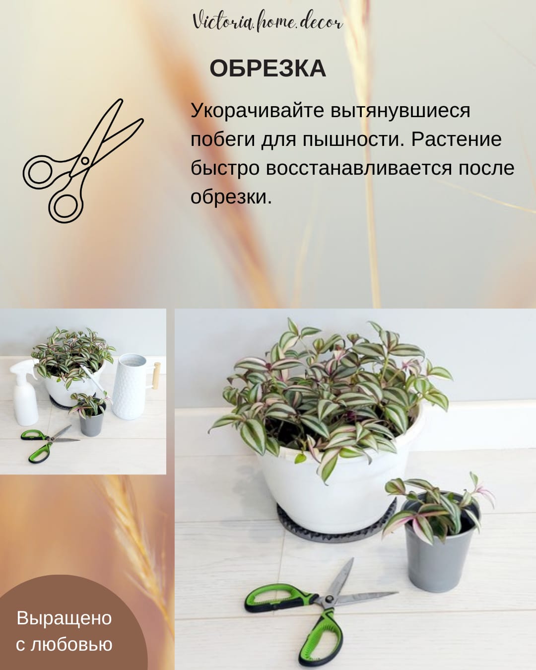 Традесканция Zebrina Qvadricolor/ Зебрина Квадриколор — фото 12