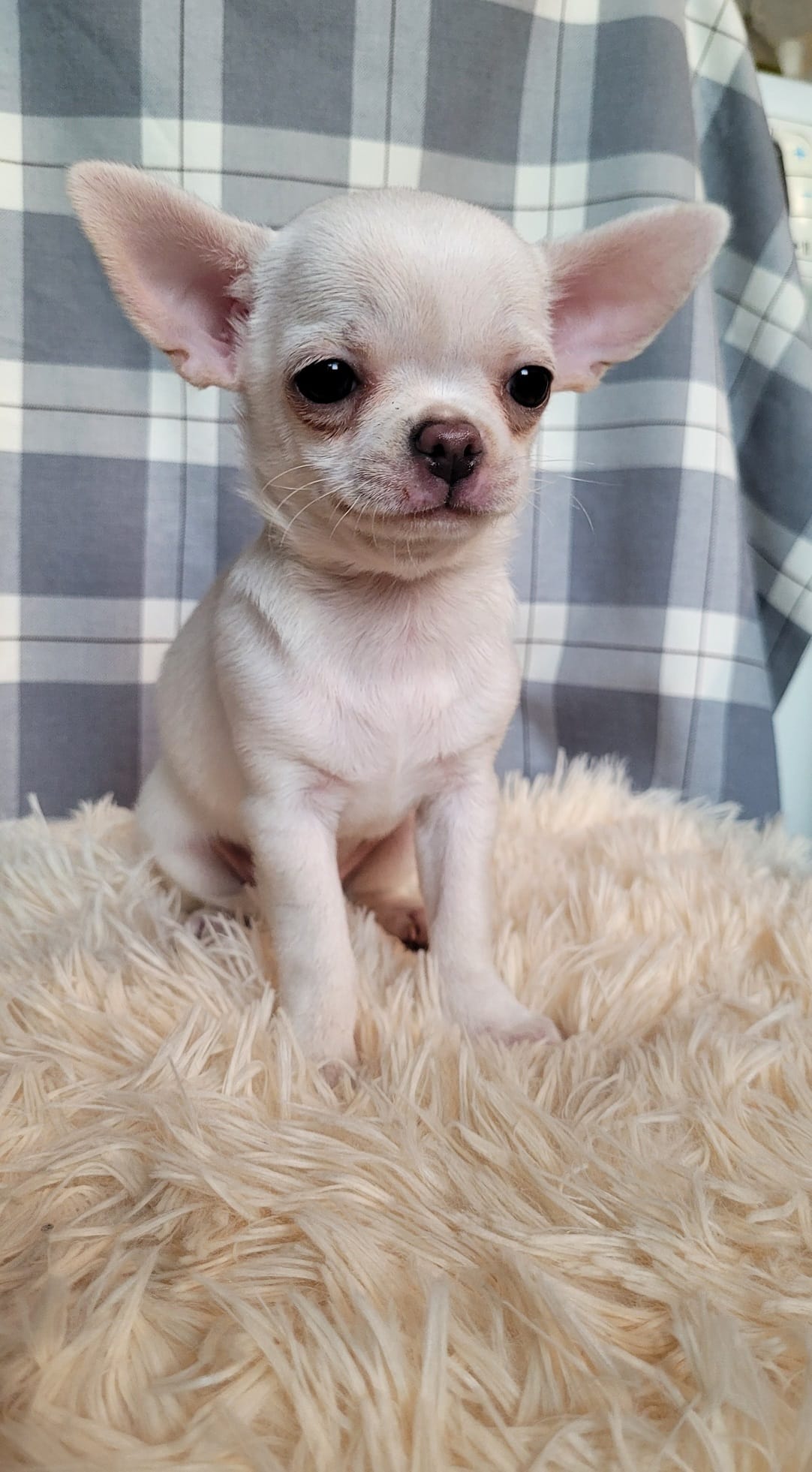 Чихуахуа бело-кремового окраса девочка — фото 3