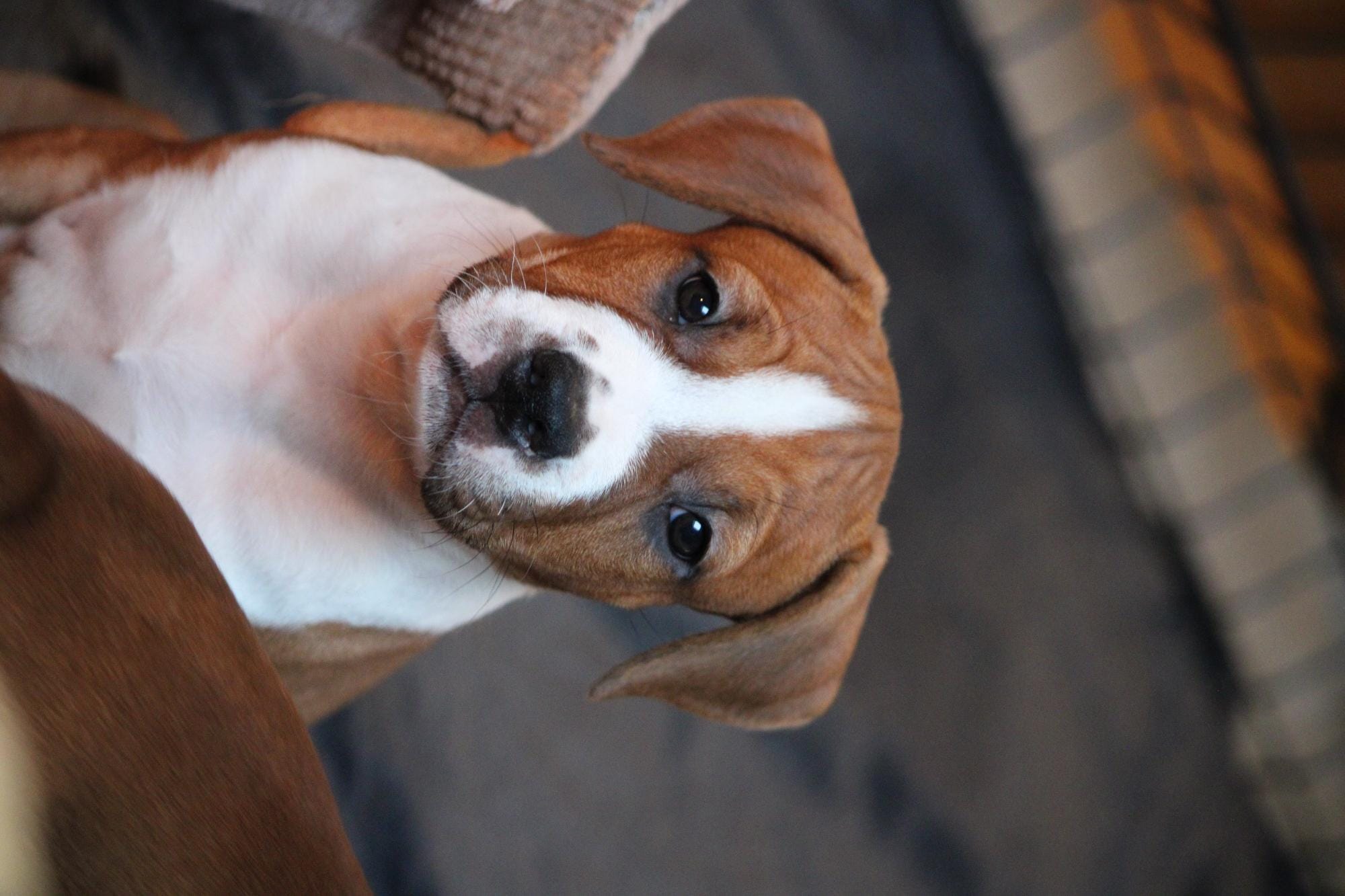 Американский стаффордширский терьер — фото 5