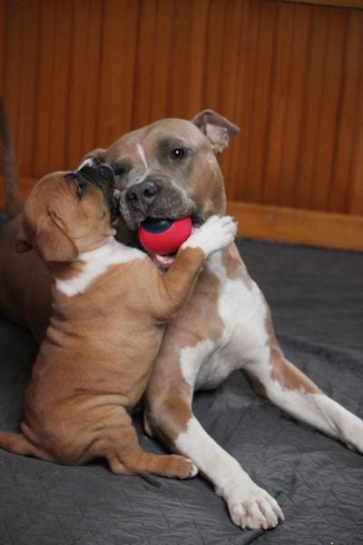 Американский стаффордширский терьер — фото 4