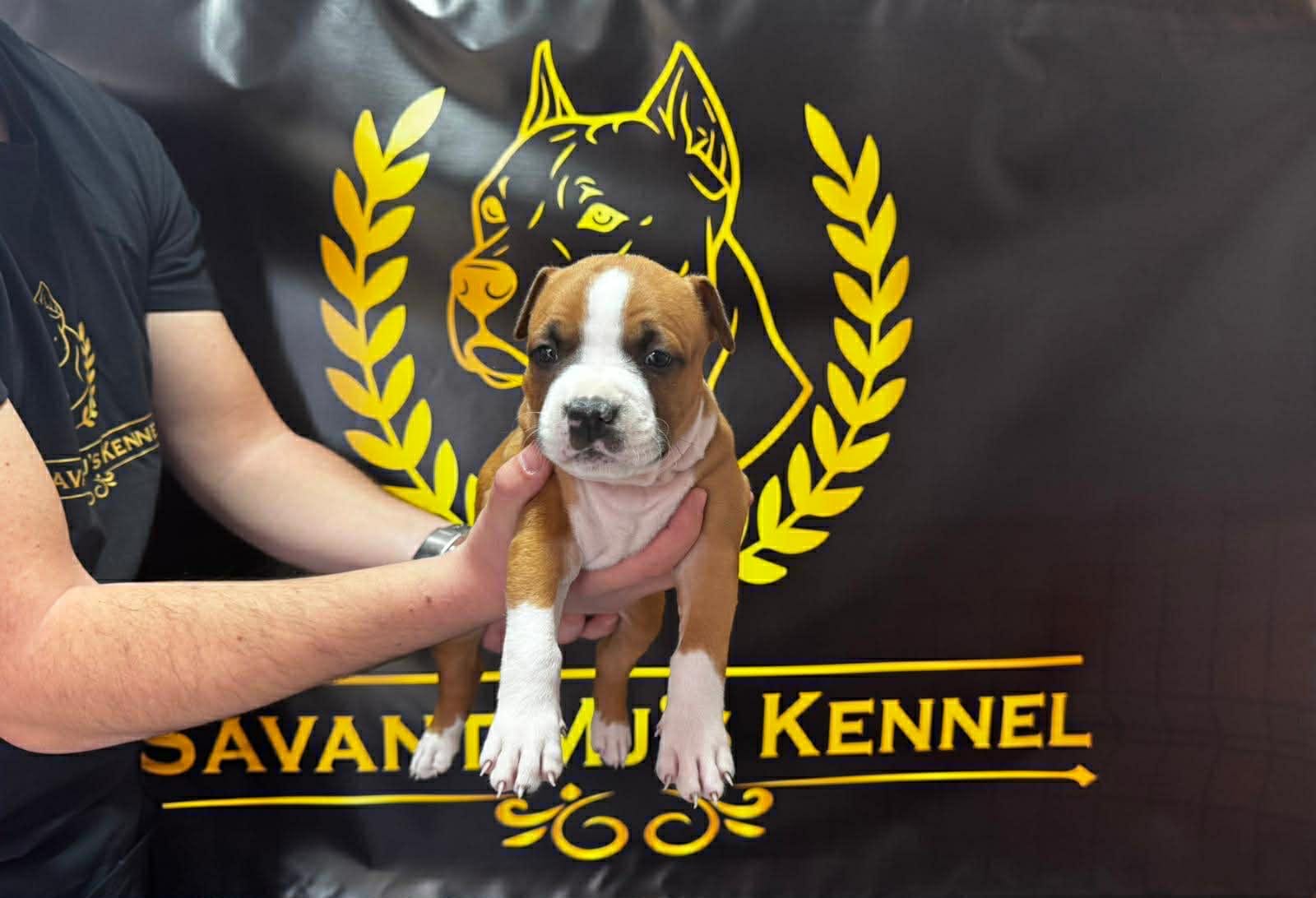 Щенки американского стаффордширского терьера — фото 5