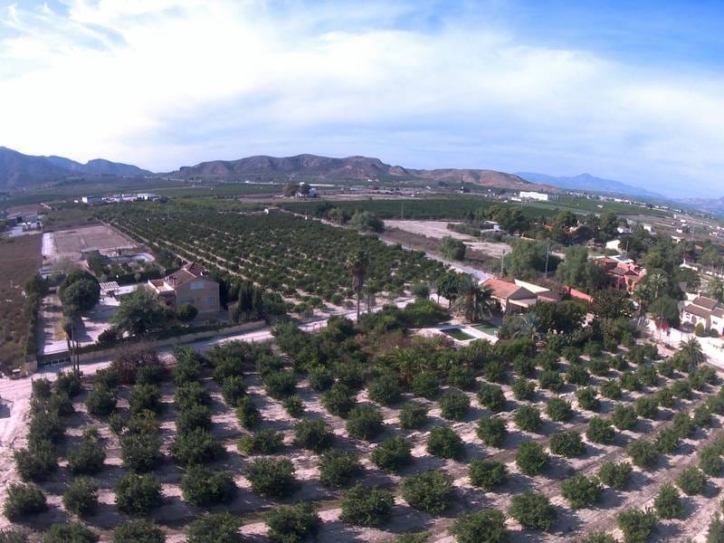 ПЛАНТАЦИЯ ЦИТРУСОВЫХ В ИСПАНИИ — фото 43