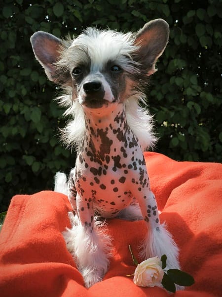 CHINESE CUTIES – щенки на продажу — фото 4