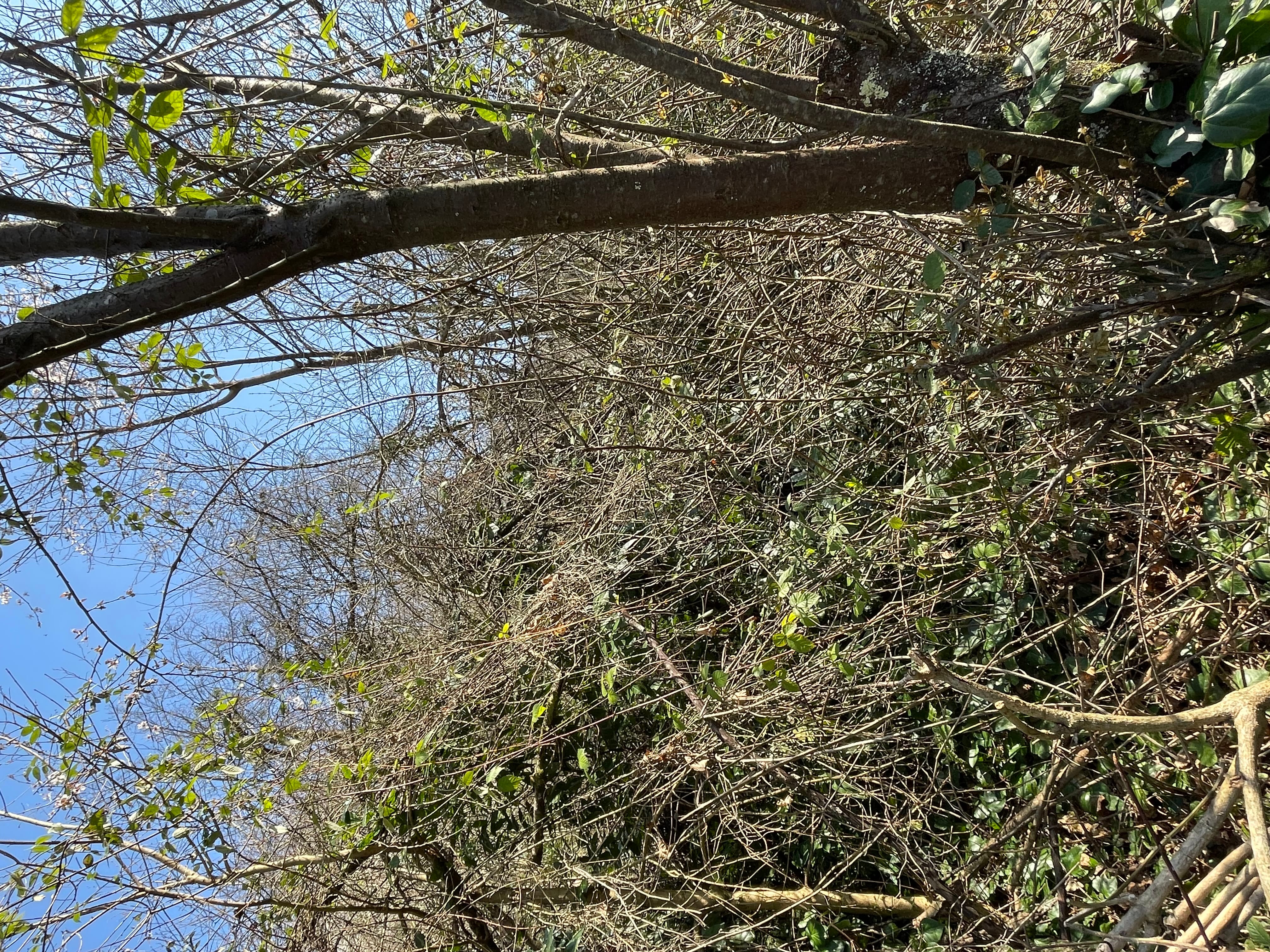 Земельный участок в Сочи — фото 2