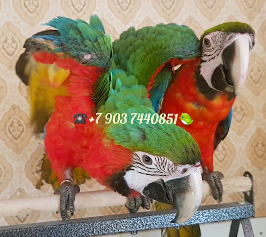 Гибрид ара Арлекин  - птенцы из питомника