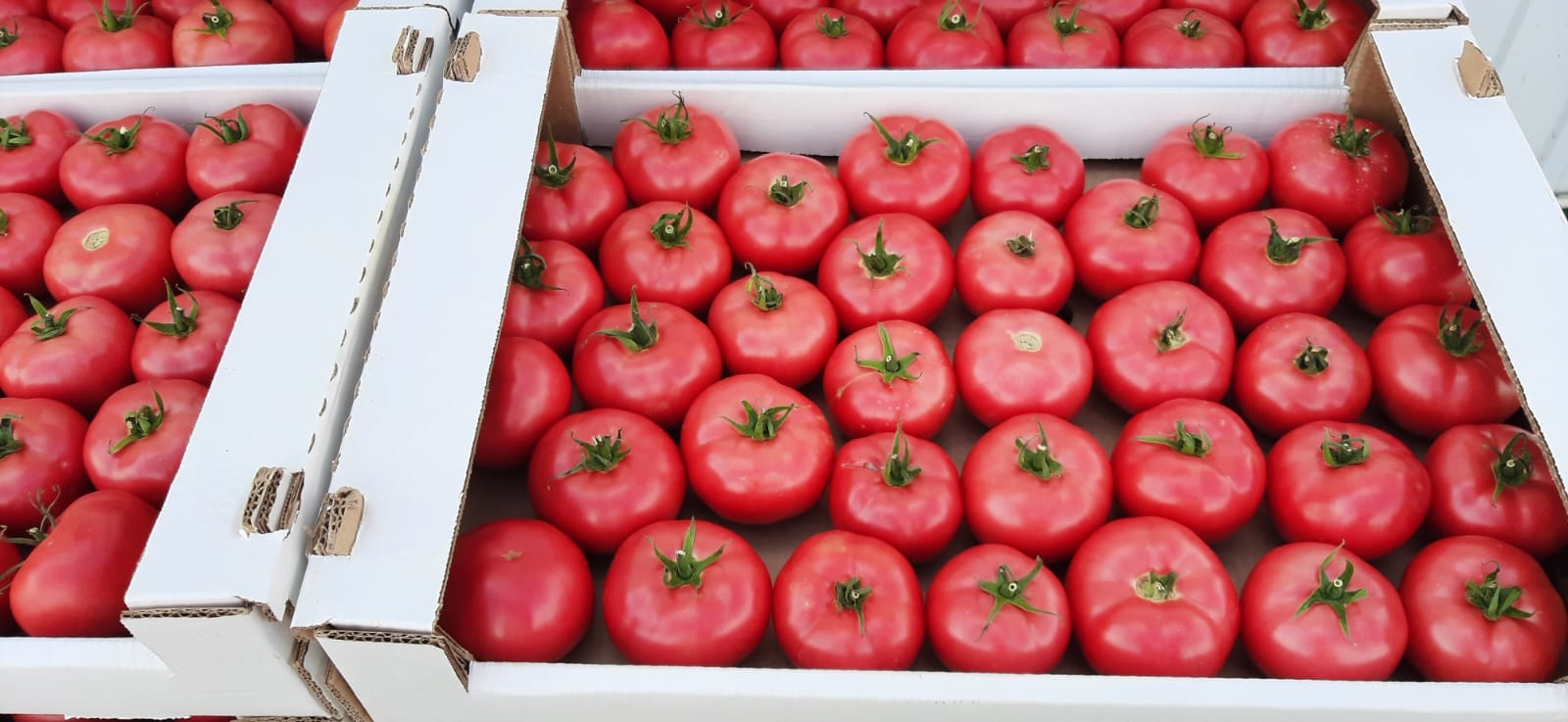 Томат розовый тепличный — фото 3