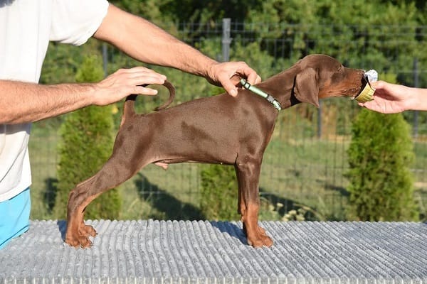 Доберман, щенки мужчины — фото 2